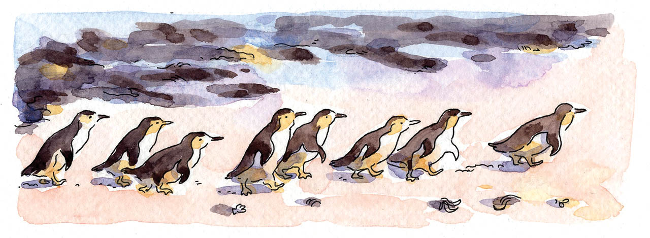 dessin à l'aquarelle issu d'un carnet de voyage en Australie représentant des pingouins de St Kilda